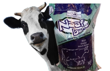 Background Cow